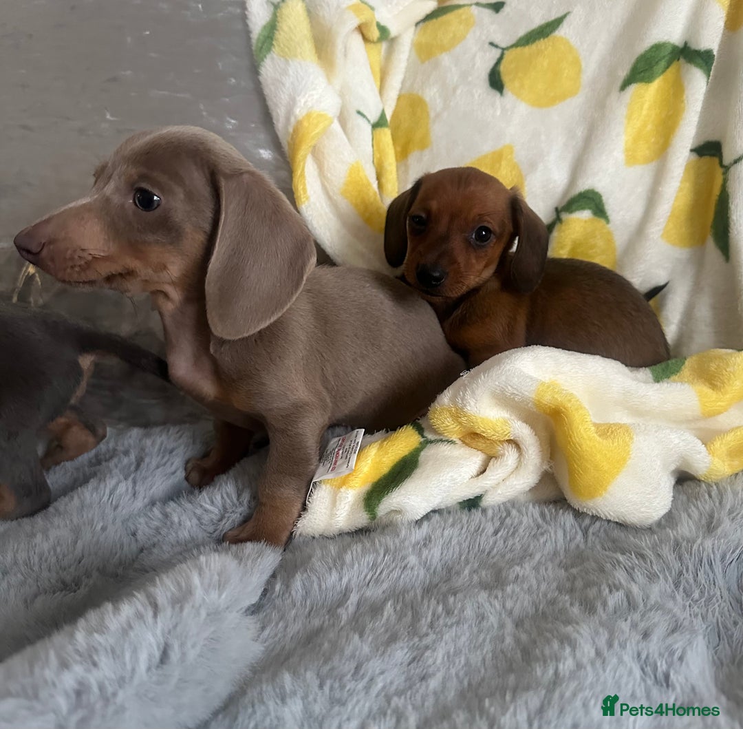 Dachshund dogs for sale: Outstanding dachshund puppies - Image 4