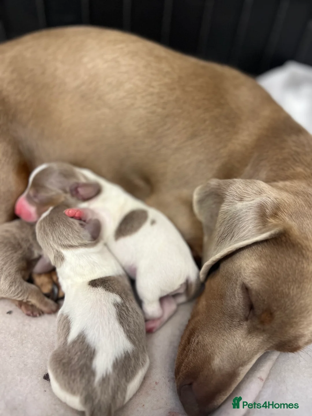 Miniature Dachshund dogs for stud: 🍦ALPHA mini cream Int/Int pied Smooth dachshund ! in Mexborough - Advert 18