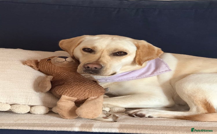 Labrador Retriever dogs - Advert 11