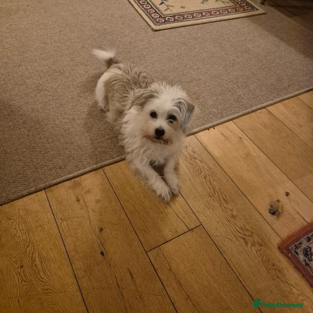 Mixed Breed dogs for sale: Needing a new home  - Advert 4