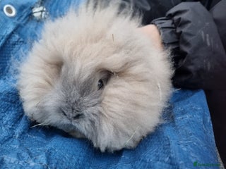 Lionhead rabbits 10 week old lionhead rabbits - Advert 1