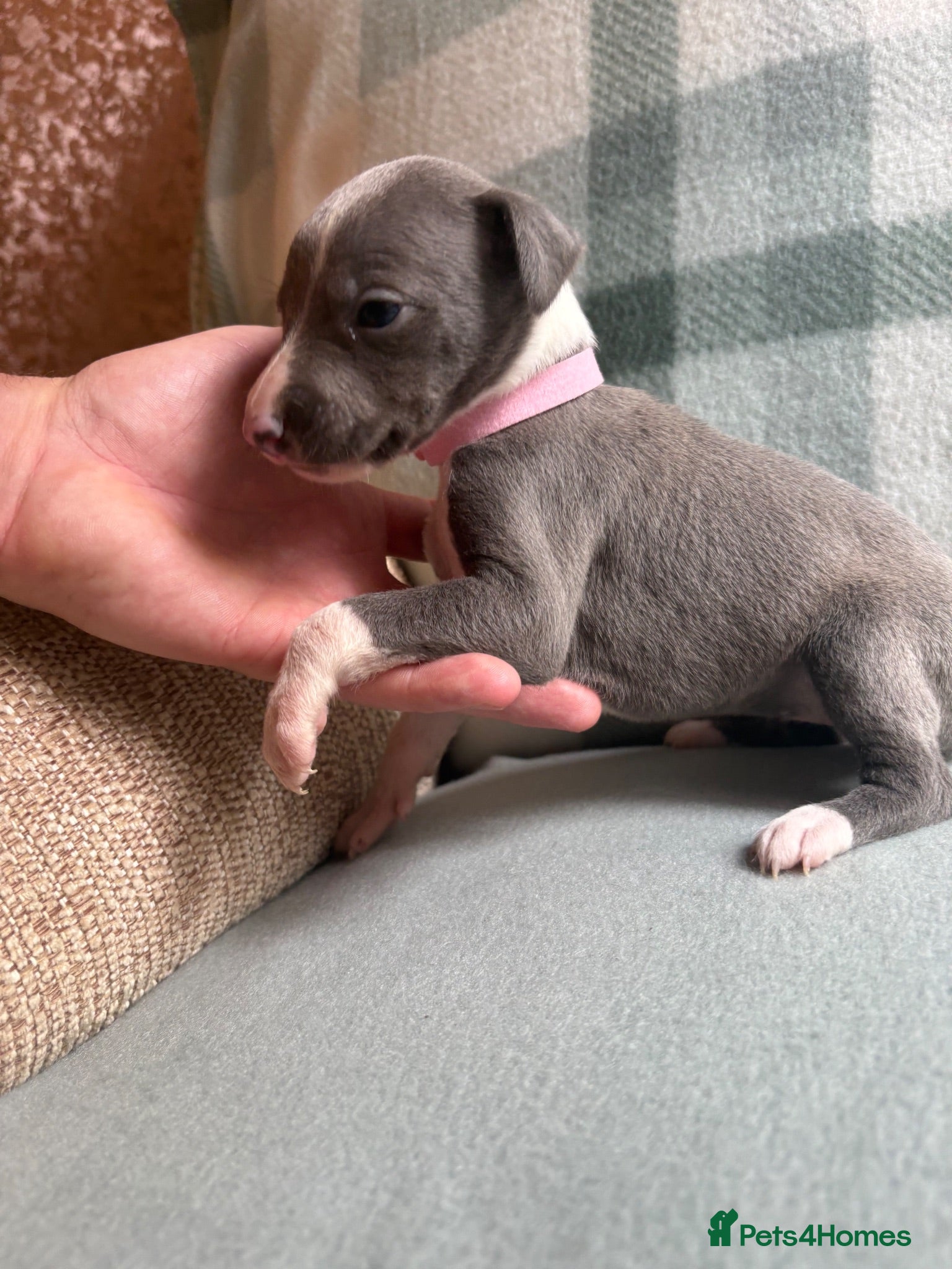 Whippet dogs Exceptional litter of KC whippets  - Advert 1