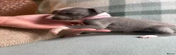 Whippet dogs for sale: Exceptional litter of KC whippets  in Shrewsbury - Advert 1