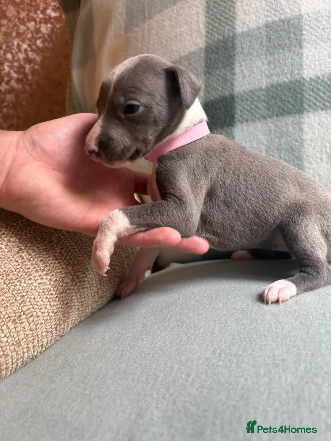Whippet dogs for sale: Exceptional litter of KC whippets  in Shrewsbury - Advert 1