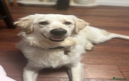 Golden Retriever dogs for sale: Golden retriever 17 month old - Image 2