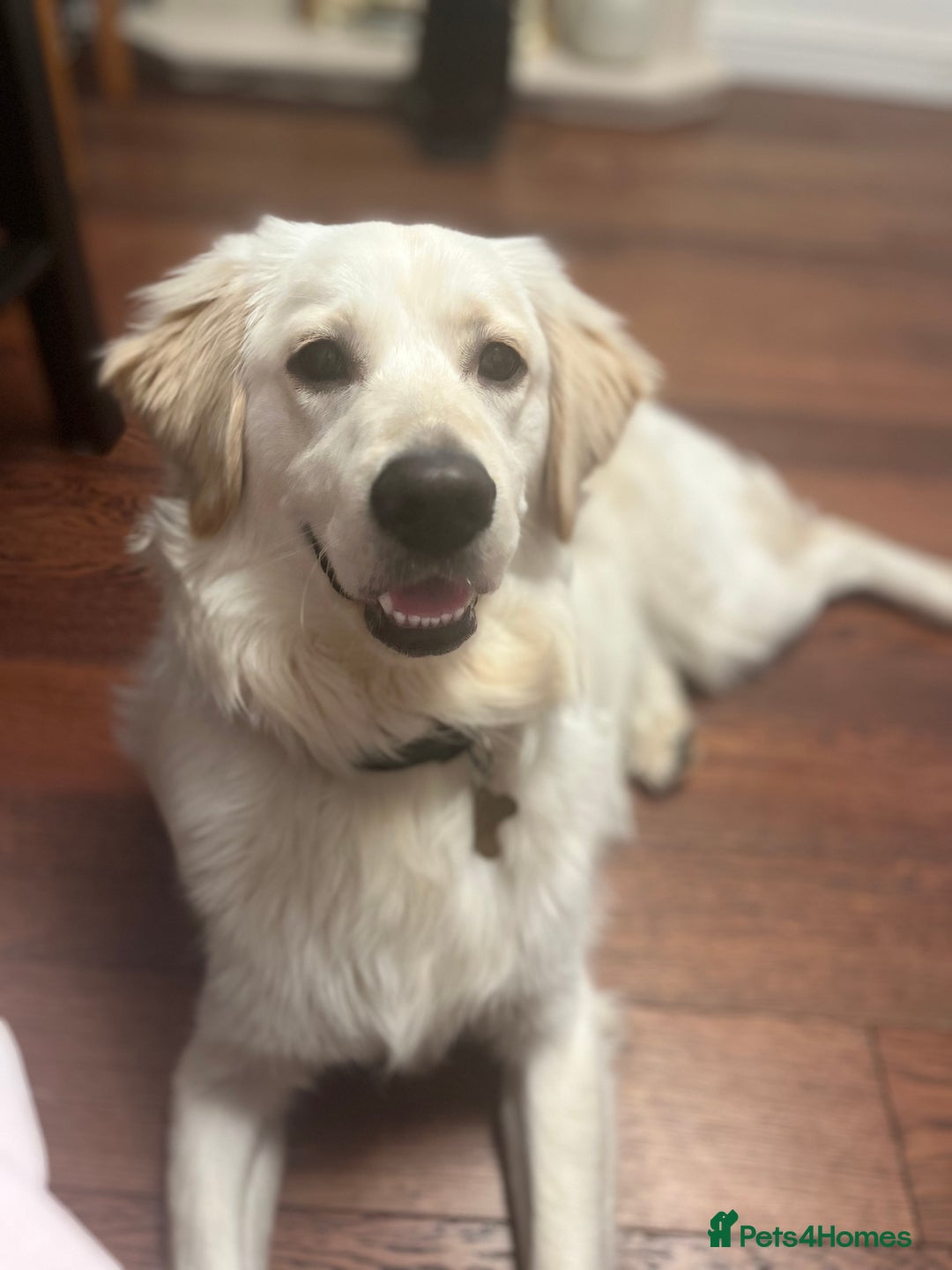 Golden Retriever dogs for sale: Golden retriever 17 month old - Image 2