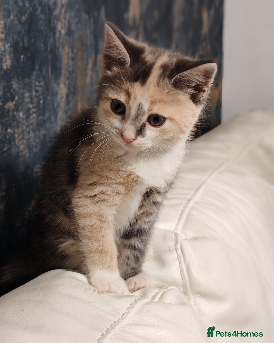 Mixed Breed cats for sale: Kittens for sale - Advert 2