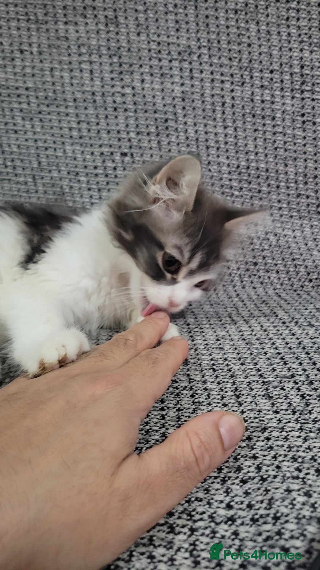 Maine Coon cats for sale: Beautiful Mixed Main Coon Kittens - Advert 13
