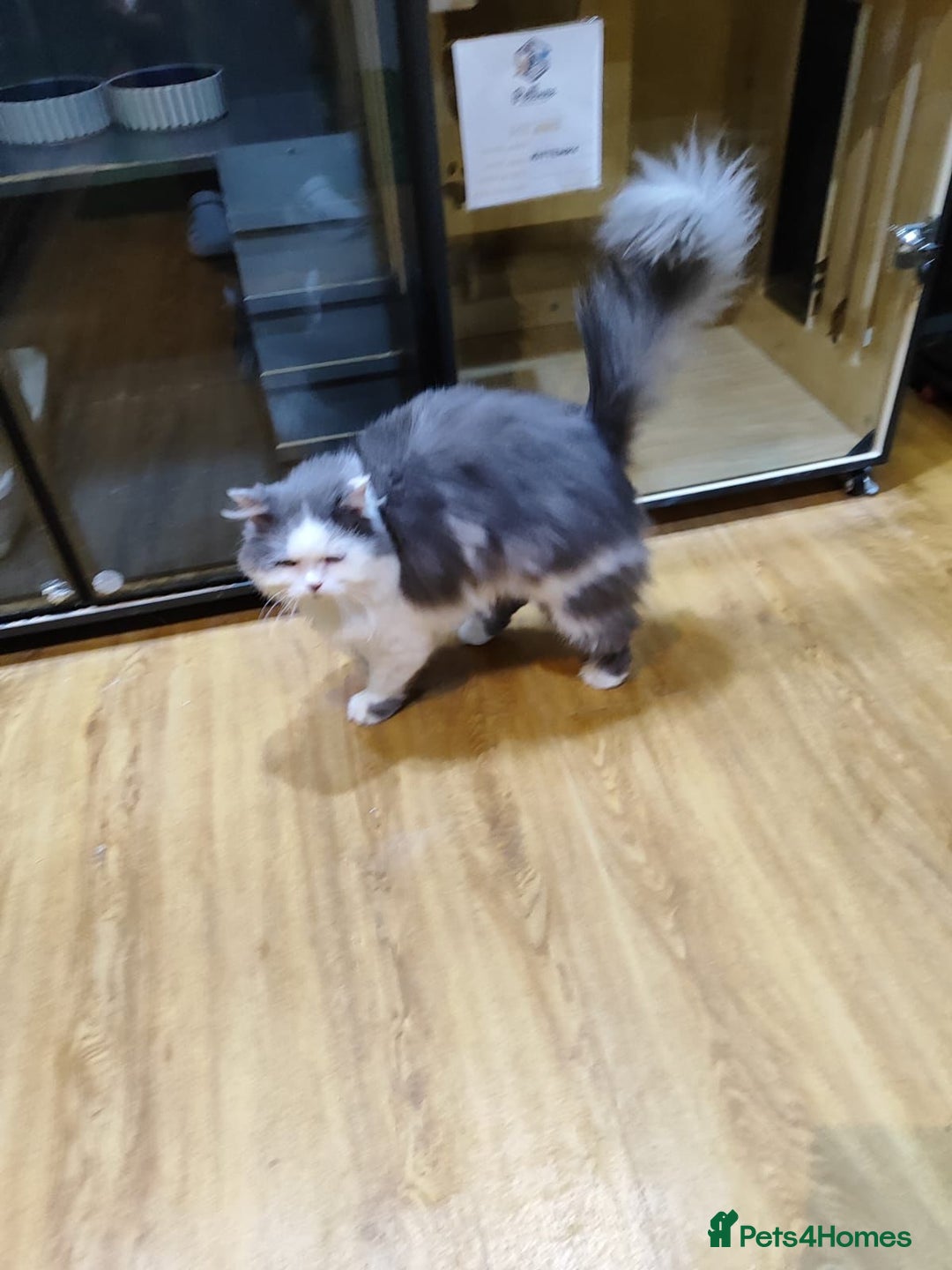 Mixed Breed cats for adoption: SILVER -EXTREMELY HANDSOME NEUTERED BOY - Image 5