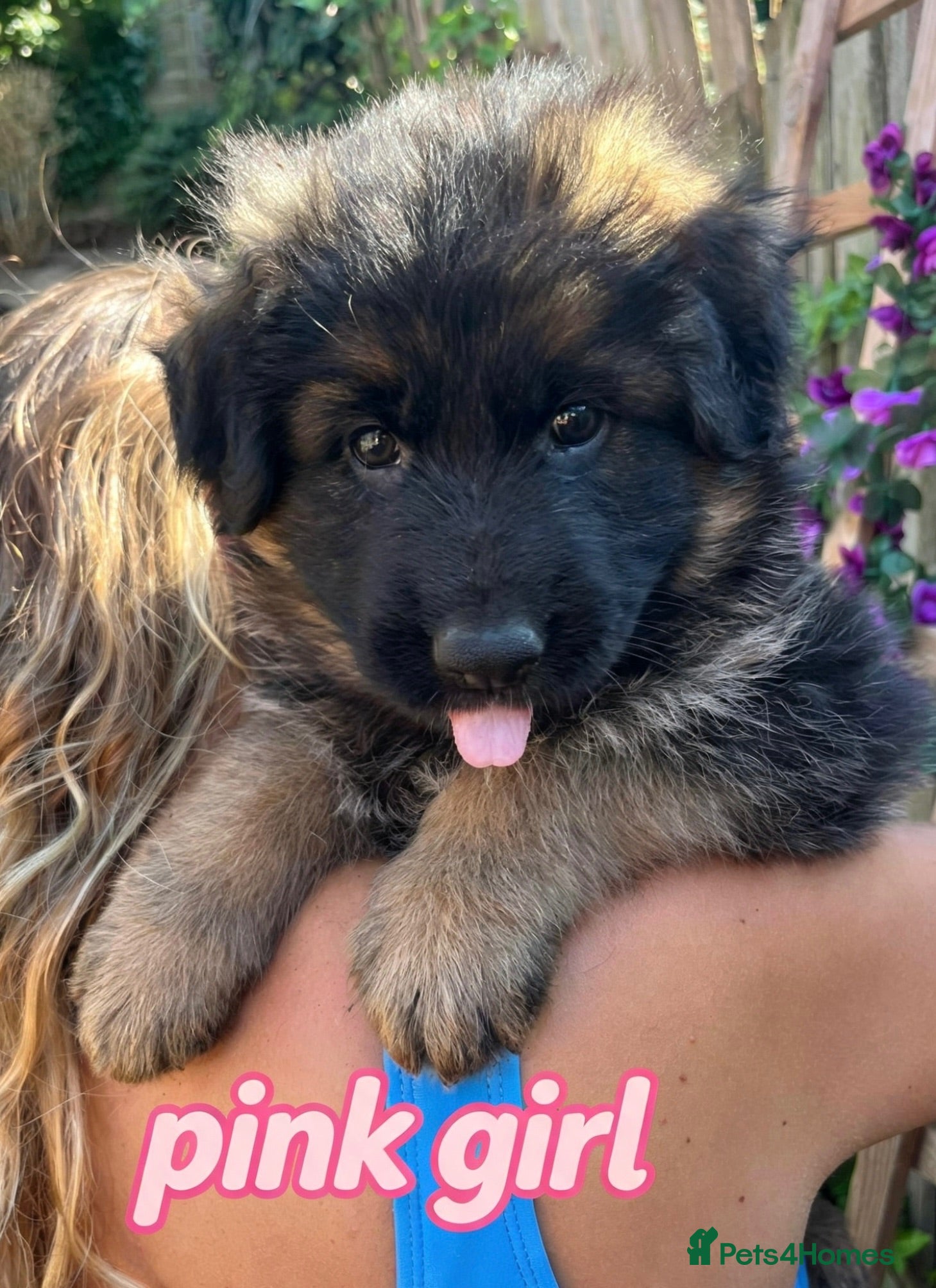 German Shepherd dogs Stunning GSD puppies for sale  - Advert 16