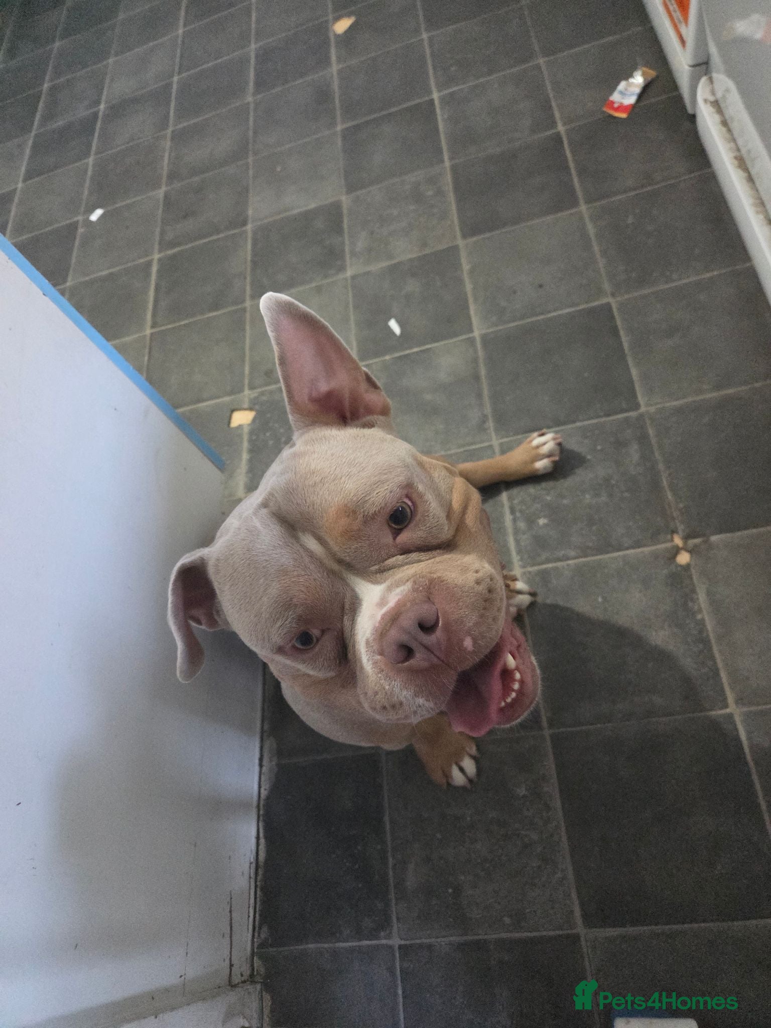 Mixed Breed rabbits Pocket bully  - Advert 1