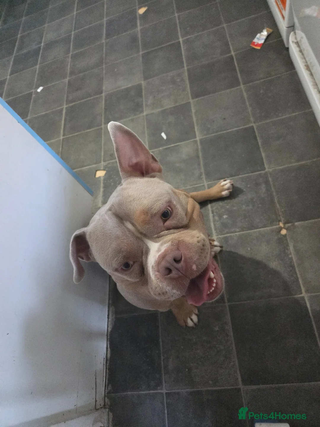 Mixed Breed rabbits for sale: Pocket bully  - Advert 1