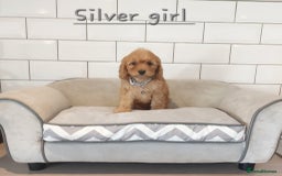 Cavapoo dogs for sale: Cavapoo F1 puppies  - Image 14