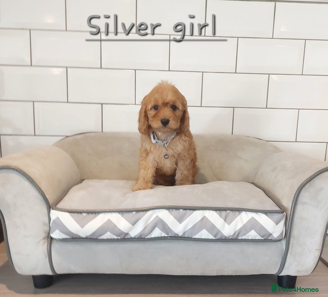 Cavapoo dogs for sale: Cavapoo F1 puppies  - Image 14