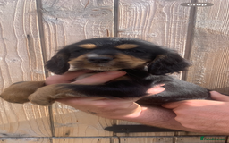 Cocker Spaniel dogs for sale: Beautiful Kc cocker spaniel  boys and girls  - Image 12