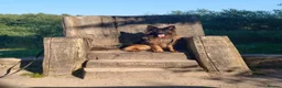 German Shepherd dogs for stud: Long Haired German shepherd  - Advert 3
