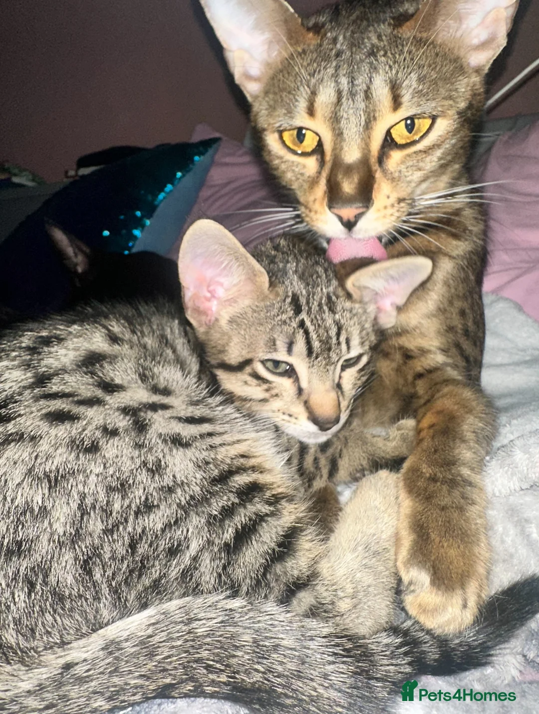 Savannah cats for sale: Savannah F4 TICA registered boy - Advert 7