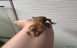 Gecko reptiles for sale: Female crested gecko and setup - Image 3