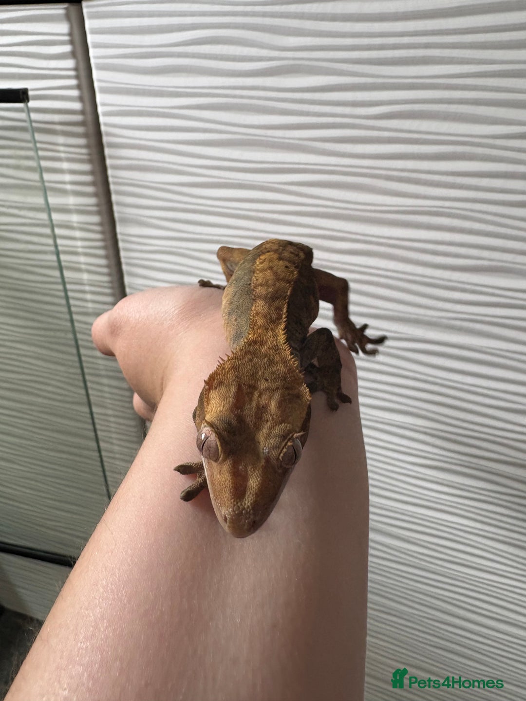 Gecko reptiles for sale: Female crested gecko and setup - Image 3