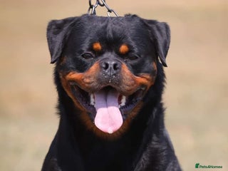 Rottweiler dogs Champion Sired KC Registered Litter - Advert 10