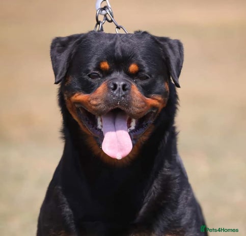 Rottweiler dogs - Advert 1
