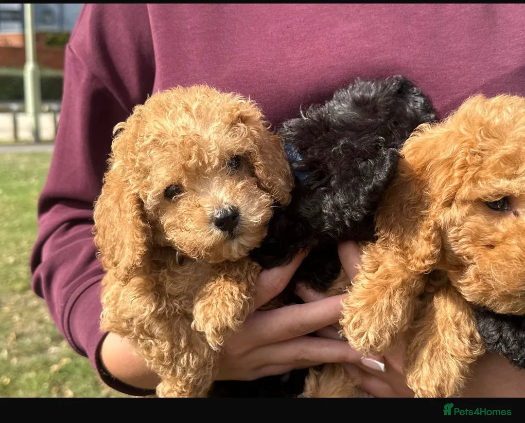 Miniature Poodle dogs for sale: Miniature poodles  in Ashford - Advert 2