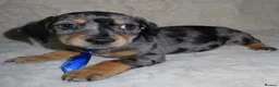 Dachshund dogs for sale: BEAUTIFUL DACHSHUND READY FOR FOREVER HOME!!! in Wolverhampton - Advert 7