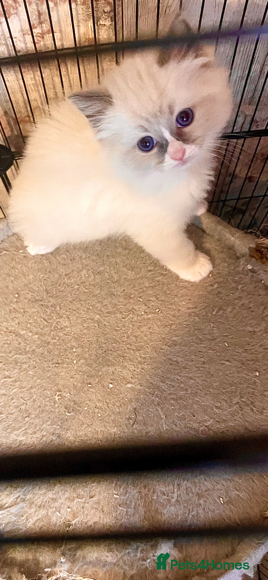 Ragdoll cats for sale: Ragdoll  - Advert 2