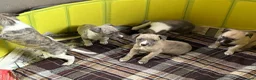 Whippet dogs for sale:  3 Male whippet pups available  - Advert 7