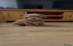 Maltipoo dogs for sale: Gorgeous F1 Maltipoo boy  - Image 6