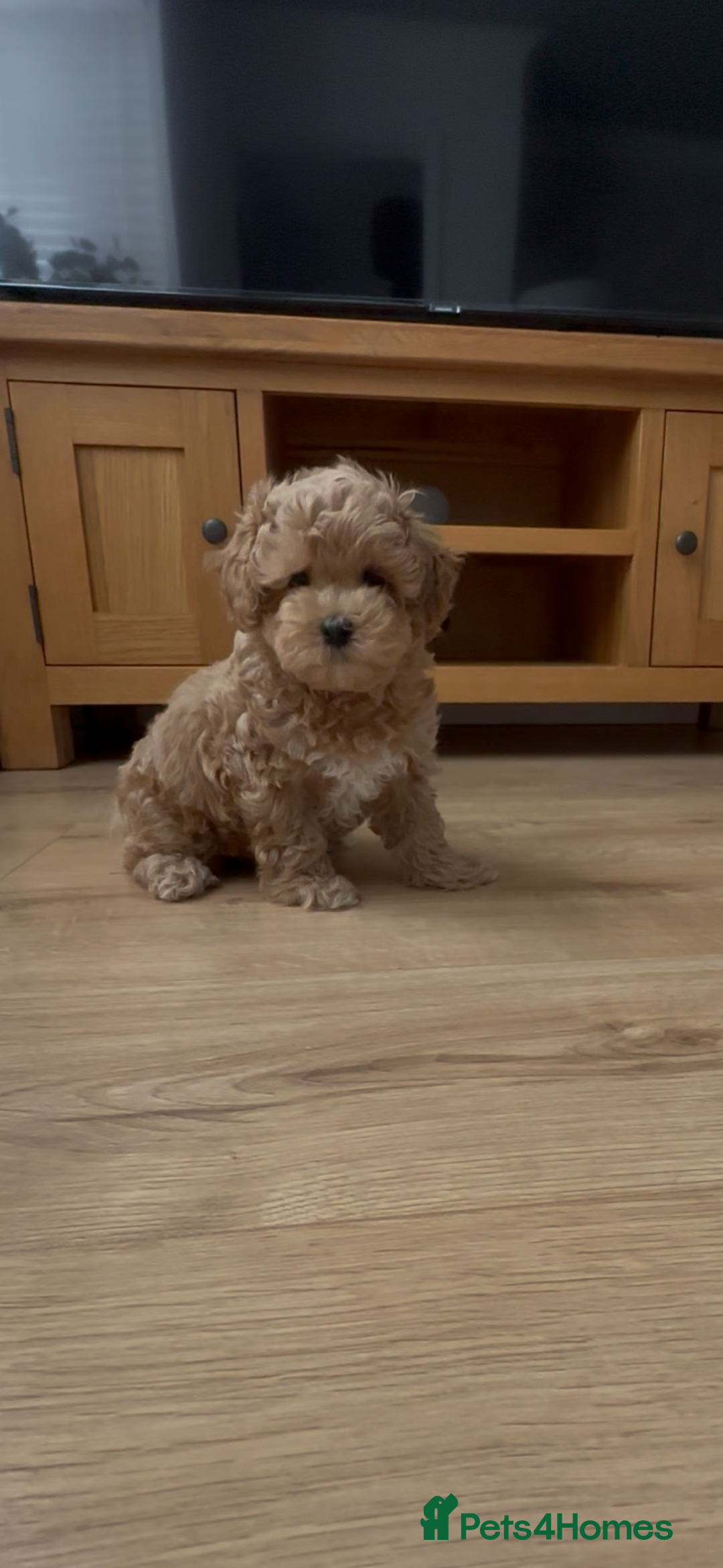 Maltipoo dogs for sale: Gorgeous F1 Maltipoo boy  - Image 6