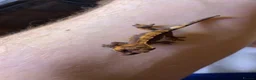 Gecko reptiles for sale: Baby Harley Quinn crested gecko  - Advert 7