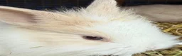 Lionhead rabbits for sale: 9x gorgeous fluffy lionhead bunnies  - Advert 18