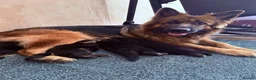 German Shepherd dogs for sale: GERMAN SHEPHERD PUPPIES in Bishop Auckland - Advert 10