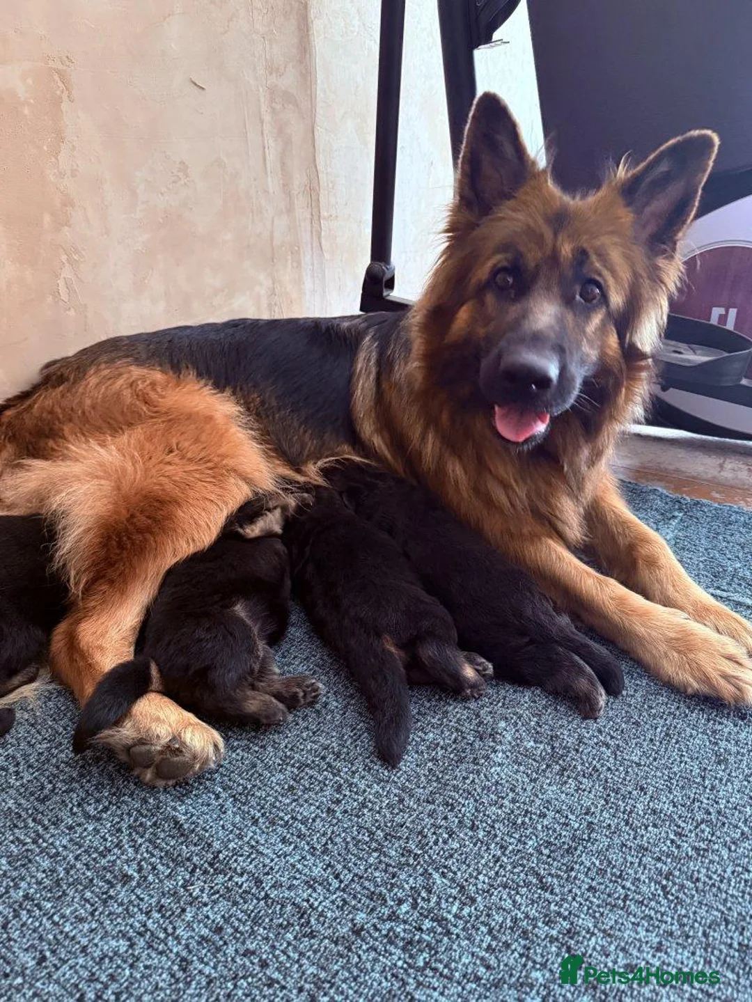 German Shepherd dogs for sale: GERMAN SHEPHERD PUPPIES in Bishop Auckland - Advert 10