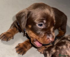 Miniature Dachshund dogs - Advert 8