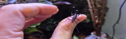 Stick Insects invertebrates for sale: Black Beauty stick insects, peruphasma shulteii  - Advert 7