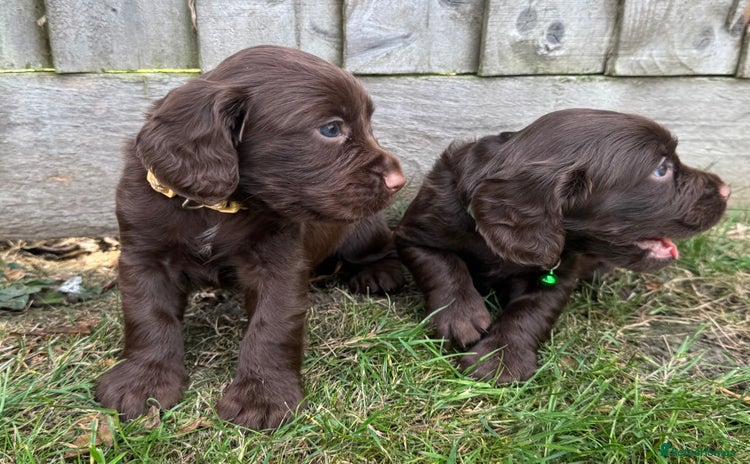 Cocker Spaniel dogs - Advert 1