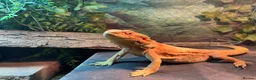 Bearded Dragon reptiles for sale: Bearded dragon  in Alford - Advert 4