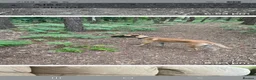 Mixed Breed dogs for sale: Belgian lurcher  in Camberley - Advert 4