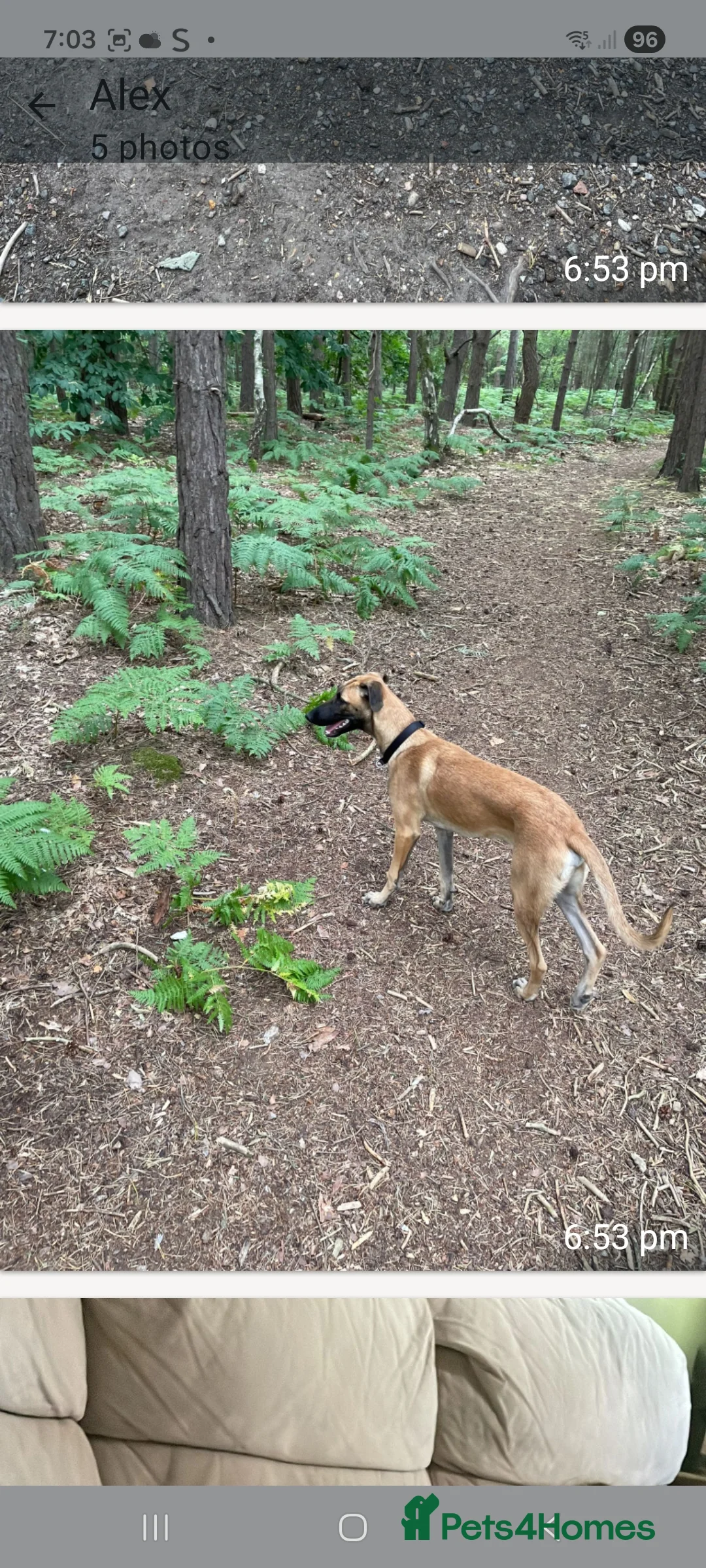 Mixed Breed dogs for sale: Belgian lurcher  in Camberley - Advert 4