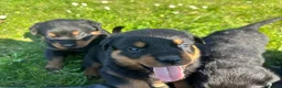 Rottweiler dogs for sale: KC registered rottweiler puppies - Advert 22