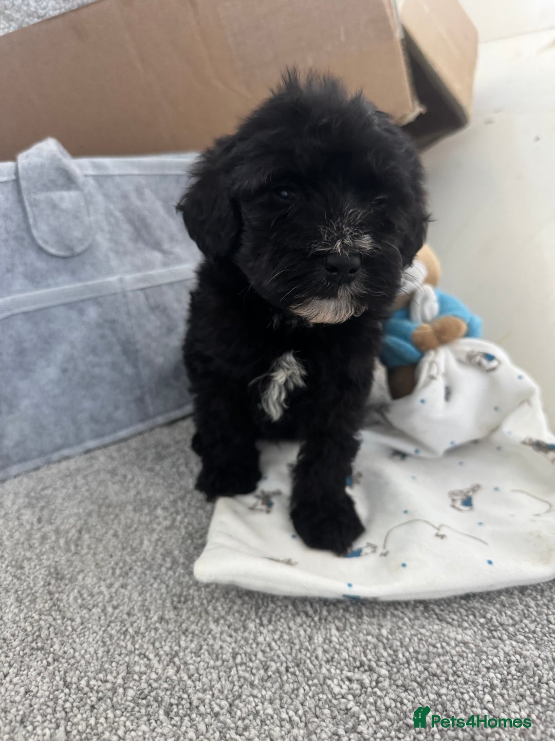 Sheepadoodle dogs for sale: Micro-mini Sheepadoodle reduced !!!!! - Image 16