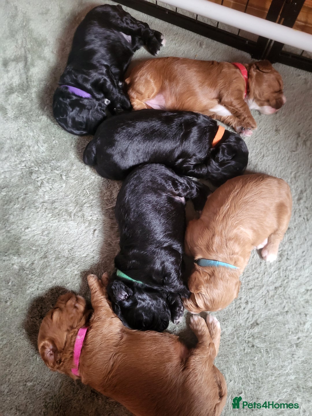 Sproodle dogs for sale: Sproodle puppies - Image 3