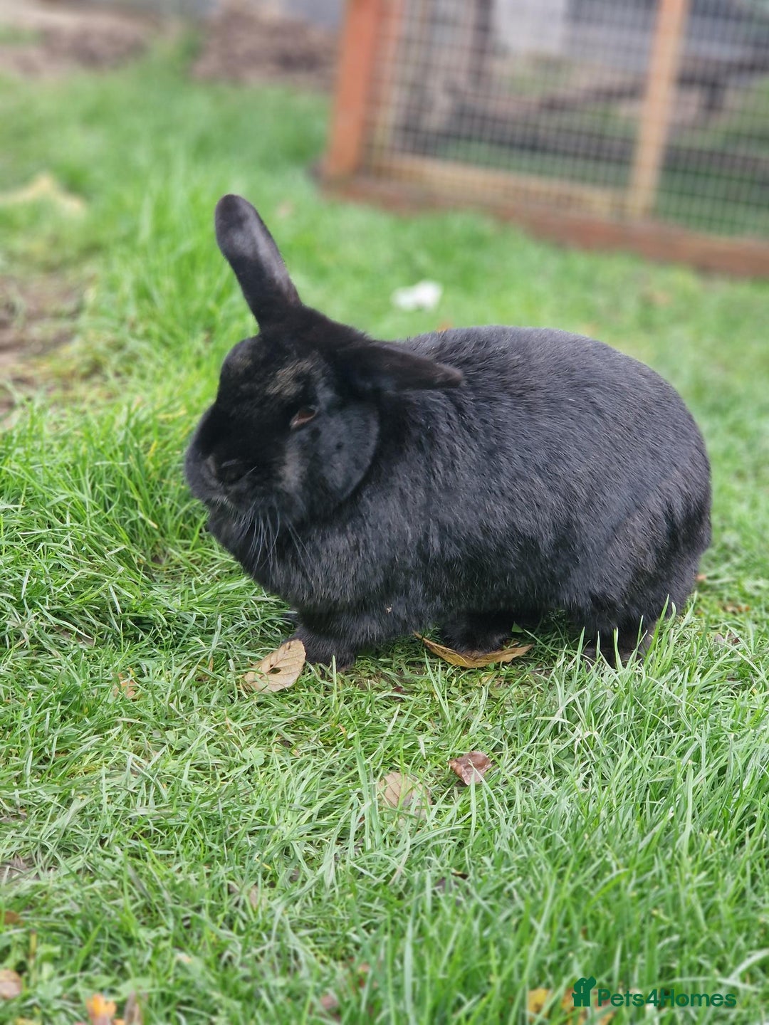 Netherland Dwarf rabbits for sale: Sister and brother - Image 1