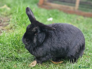 Netherland Dwarf rabbits Sister and brother - Advert 4
