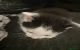 Mixed Breed cats for sale: 5 kittens  - Image 2