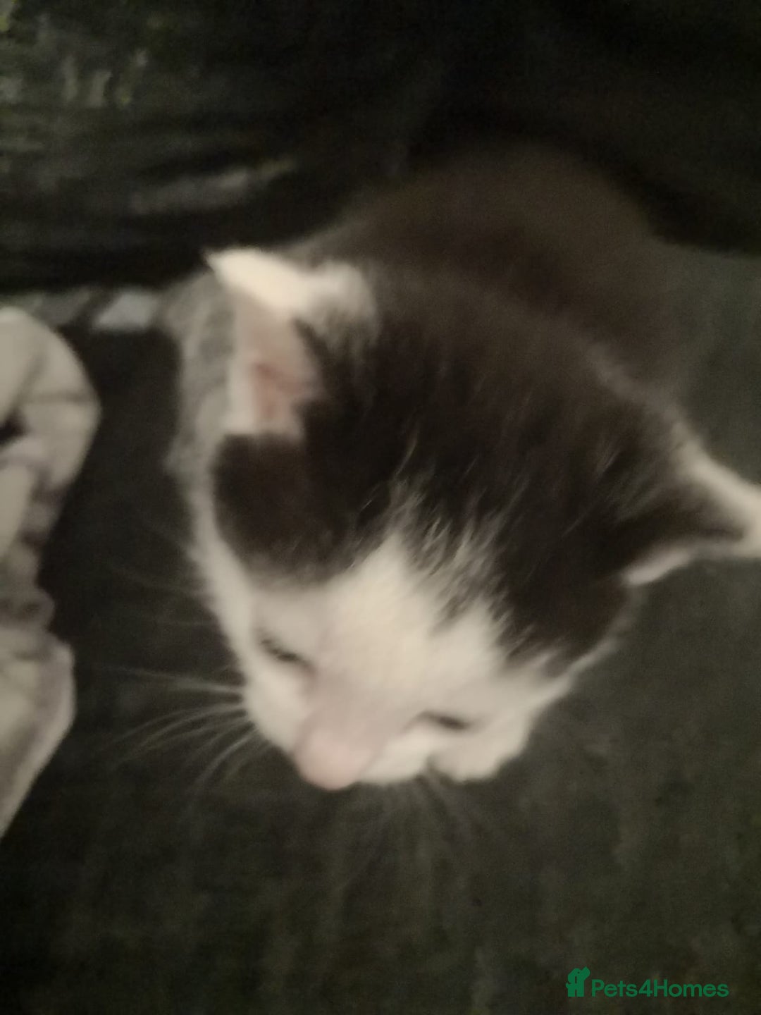Mixed Breed cats for sale: 5 kittens  - Image 2