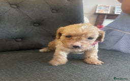 Cavapoo dogs for sale: Adorable small toy cavapoos girls and boys  - Image 9