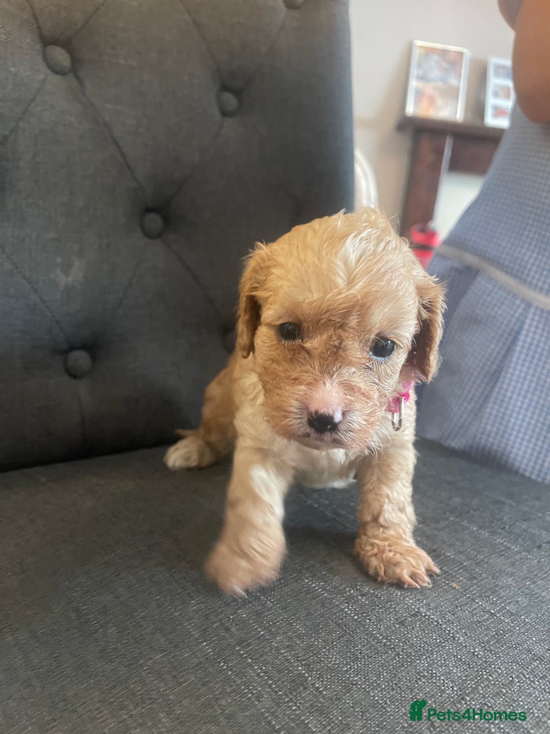 Cavapoo dogs for sale: Adorable small toy cavapoos girls and boys  - Image 9